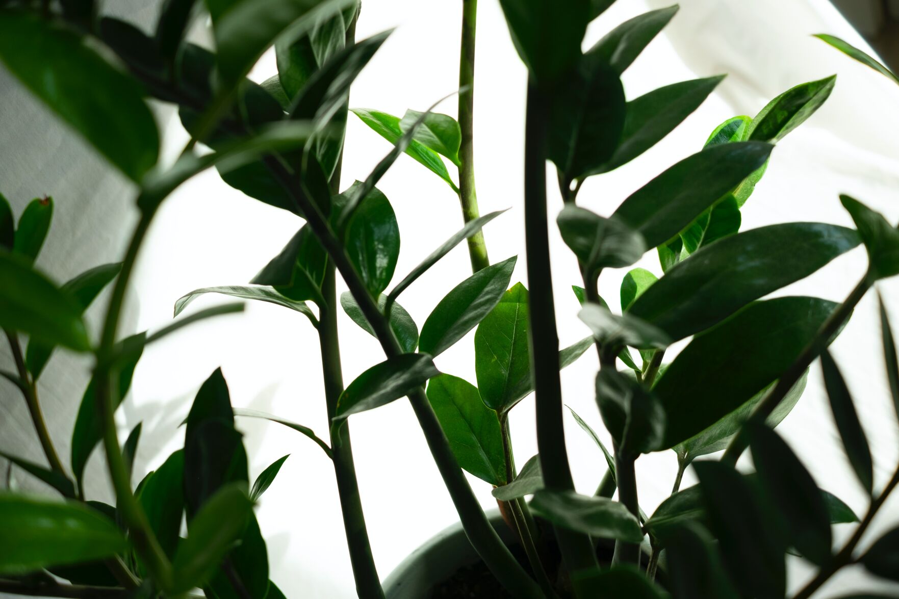 ZZ plant